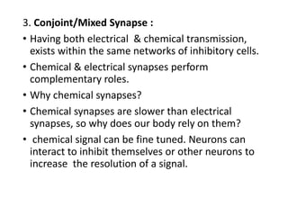 3. Conjoint/Mixed Synapse :
• Having both electrical & chemical transmission,
exists within the same networks of inhibitory cells.
• Chemical & electrical synapses perform
complementary roles.
• Why chemical synapses?
• Chemical synapses are slower than electrical
synapses, so why does our body rely on them?
• chemical signal can be fine tuned. Neurons can
interact to inhibit themselves or other neurons to
increase the resolution of a signal.
 