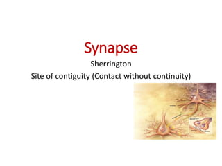 Synapse
Sherrington
Site of contiguity (Contact without continuity)
 