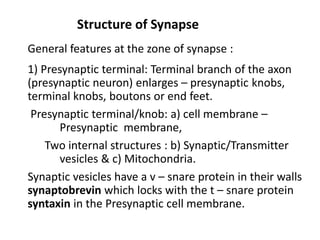 General features at the zone of synapse :
1) Presynaptic terminal: Terminal branch of the axon
(presynaptic neuron) enlarges – presynaptic knobs,
terminal knobs, boutons or end feet.
Presynaptic terminal/knob: a) cell membrane –
Presynaptic membrane,
Two internal structures : b) Synaptic/Transmitter
vesicles & c) Mitochondria.
Synaptic vesicles have a v – snare protein in their walls
synaptobrevin which locks with the t – snare protein
syntaxin in the Presynaptic cell membrane.
Structure of Synapse
 