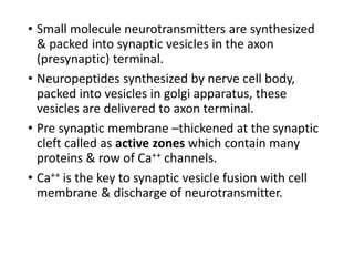 • Small molecule neurotransmitters are synthesized
& packed into synaptic vesicles in the axon
(presynaptic) terminal.
• Neuropeptides synthesized by nerve cell body,
packed into vesicles in golgi apparatus, these
vesicles are delivered to axon terminal.
• Pre synaptic membrane –thickened at the synaptic
cleft called as active zones which contain many
proteins & row of Ca++ channels.
• Ca++ is the key to synaptic vesicle fusion with cell
membrane & discharge of neurotransmitter.
 