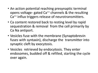 • An action potential reaching presynaptic terminal
opens voltage- gated Ca++ channels & the resulting
Ca++ influx triggers release of neurotransmitters.
• Ca content restored back to resting level by rapid
sequestration & removal from the cell primarily by
Ca Na antiport.
• Vesicles fuse with the membrane (Synaptobrevin
fuses with syntaxin), discharge the transmitter into
synaptic cleft by exocytosis.
• Vesicles retrieved by endocytosis. They enter
endosomes, budded off & refilled, starting the cycle
over again.
 