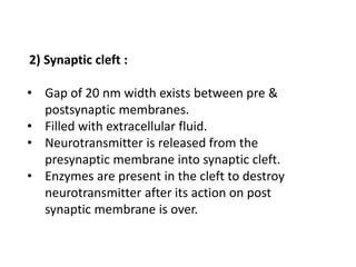 2) Synaptic cleft :
• Gap of 20 nm width exists between pre &
postsynaptic membranes.
• Filled with extracellular fluid.
• Neurotransmitter is released from the
presynaptic membrane into synaptic cleft.
• Enzymes are present in the cleft to destroy
neurotransmitter after its action on post
synaptic membrane is over.
 