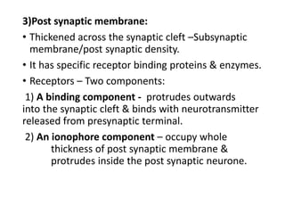 3)Post synaptic membrane:
• Thickened across the synaptic cleft –Subsynaptic
membrane/post synaptic density.
• It has specific receptor binding proteins & enzymes.
• Receptors – Two components:
1) A binding component - protrudes outwards
into the synaptic cleft & binds with neurotransmitter
released from presynaptic terminal.
2) An ionophore component – occupy whole
thickness of post synaptic membrane &
protrudes inside the post synaptic neurone.
 