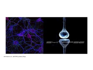 www.sanger.ac.uk/.../gfx/070305_synapse_300.jpg
 