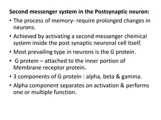 Second messenger system in the Postsynaptic neuron:
• The process of memory- require prolonged changes in
neurons.
• Achieved by activating a second messenger chemical
system inside the post synaptic neuronal cell itself.
• Most prevailing type in neurons is the G protein.
• G protein – attached to the inner portion of
Membrane receptor protein.
• 3 components of G protein : alpha, beta & gamma.
• Alpha component separates on activation & performs
one or multiple function.
 