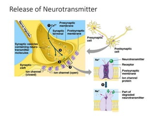 Release of Neurotransmitter
 