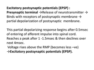 Excitatory postsynaptic potentials (EPSP) :
Presynaptic terminal →Release of neurotransmitter →
Binds with receptors of postsynaptic membrane →
partial depolarization of postsynaptic membrane.
This partial depolarizing response begins after 0.5msec
of entering of afferent impulse into spinal cord.
Reaches a peak after 1 -1.5msec & then declines over
next 4msec.
Voltage rises above the RMP (becomes less –ve)
→Excitatory postsynaptic potentials (EPSP).
 