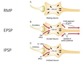 RMP
EPSP
IPSP
 
