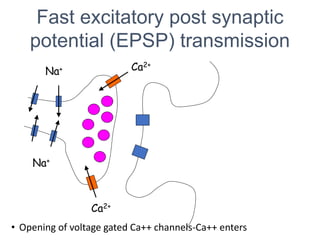 Fast excitatory post synaptic
potential (EPSP) transmission
Na+
Na+
Ca2+
Ca2+
• Opening of voltage gated Ca++ channels-Ca++ enters
 
