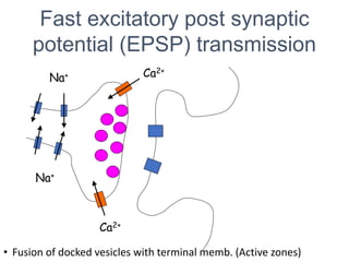 Fast excitatory post synaptic
potential (EPSP) transmission
Na+
Na+
Ca2+
Ca2+
• Fusion of docked vesicles with terminal memb. (Active zones)
 