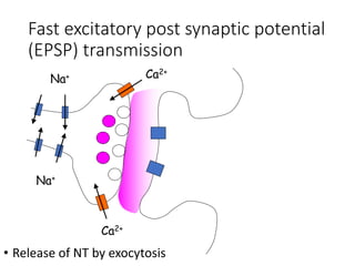 Na+
Na+
Ca2+
Ca2+
Fast excitatory post synaptic potential
(EPSP) transmission
• Release of NT by exocytosis
 