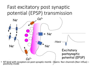 Na+
Na+
Ca2+
Ca2+
Na+
Na+
-70mV
Excitatory
postsynaptic
potential (EPSP)
• NT bind with receptors on post synaptic memb - Opens Na+ channels (Na+ influx) –
positivity inside
Fast excitatory post synaptic
potential (EPSP) transmission
 