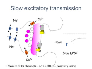 Slow excitatory transmission
Na+
Na+
Ca2+
Ca2+
-70mV
Slow EPSP
x
x
• Closure of K+ channels - no K+ efflux – positivity inside
 
