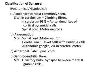 Classification of Synapse:
I)Anatomical/Histological:
a) Axodendritic: Most commonly seen.
Site: In cerebellum – Climbing fibres,
In cerebrum 98% – Apical dendrites of
cortical pyramidal cells.
Spinal cord: Motor neurons
b) Axosomatic :
Site : Spinal cord :Motor neuron.
Cerebellum : Basket cells with Purkinje cells.
Autonomic ganglia, 2% in cerebral cortex
c) Axoaxonal : Site: Spinal cord
d)Dendrodendritic: Rare.
Site : Olfactory bulb : Synapse between mitral &
granule cells.
 