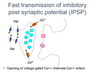 Fast transmission of inhibitory
post synaptic potential (IPSP)
Na+
Na+
Ca2+
Ca2+
• Opening of voltage gated Ca++ channels-Ca++ enters
 