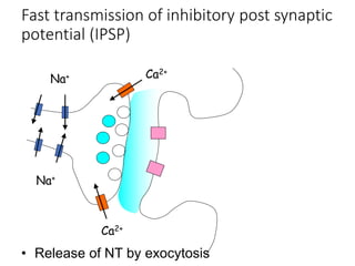 Na+
Na+
Ca2+
Ca2+
• Release of NT by exocytosis
Fast transmission of inhibitory post synaptic
potential (IPSP)
 