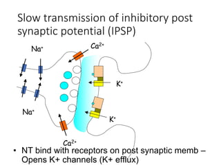 Na+
Na+
Ca2+
Ca2+
K+
K+
• NT bind with receptors on post synaptic memb –
Opens K+ channels (K+ efflux)
Slow transmission of inhibitory post
synaptic potential (IPSP)
 