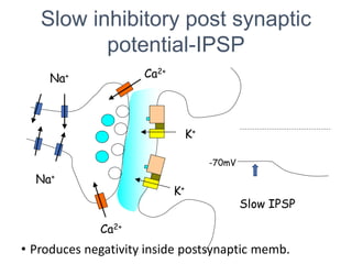 Slow inhibitory post synaptic
potential-IPSP
Na+
Na+
Ca2+
Ca2+
-70mV
Slow IPSP
K+
K+
• Produces negativity inside postsynaptic memb.
 