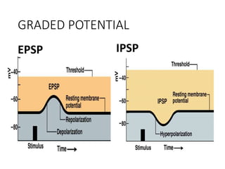 GRADED POTENTIAL
EPSP IPSP
 