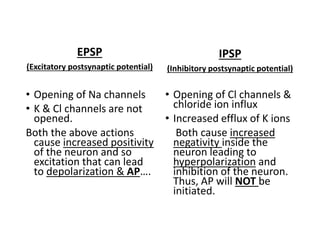 EPSP
(Excitatory postsynaptic potential)
• Opening of Na channels
• K & Cl channels are not
opened.
Both the above actions
cause increased positivity
of the neuron and so
excitation that can lead
to depolarization & AP….
IPSP
(Inhibitory postsynaptic potential)
• Opening of Cl channels &
chloride ion influx
• Increased efflux of K ions
Both cause increased
negativity inside the
neuron leading to
hyperpolarization and
inhibition of the neuron.
Thus, AP will NOT be
initiated.
 