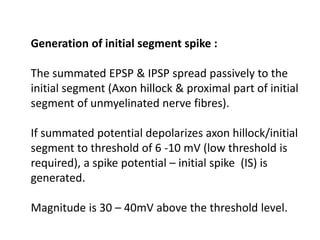 Generation of initial segment spike :
The summated EPSP & IPSP spread passively to the
initial segment (Axon hillock & proximal part of initial
segment of unmyelinated nerve fibres).
If summated potential depolarizes axon hillock/initial
segment to threshold of 6 -10 mV (low threshold is
required), a spike potential – initial spike (IS) is
generated.
Magnitude is 30 – 40mV above the threshold level.
 