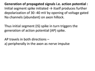 Generation of propagated signals i.e. action potential :
Initial segment spike initiated → itself produces further
depolarization of 30 -40 mV by opening of voltage gated
Na channels (abundant) on axon hillock.
Thus initial segment (IS) spike in turn triggers the
generation of action potential (AP) spike.
AP travels in both directions –
a) peripherally in the axon as nerve impulse
 