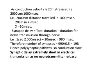 As conduction velocity is 20metres/sec i.e
2000cm/1000msec.
i.e. 2000cm distance travelled in 1000msec.
20cm in X msec
X =10msec.
Synaptic delay = Total duration – duration for
nerve transmission through nerve.
i.e , 1sec (1000msec) – 10msec = 990 msec.
Therefore number of synapses = 990/0.5 = 198
Hence polysynaptic pathway, so conduction slow.
Synaptic delay extremely short in electrical
transmission as no neurotransmitter release.
 