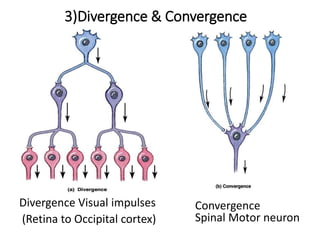 3)Divergence & Convergence
Divergence Visual impulses
(Retina to Occipital cortex)
Convergence
Spinal Motor neuron
 