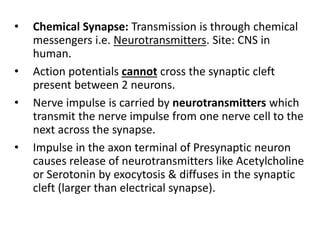 • Chemical Synapse: Transmission is through chemical
messengers i.e. Neurotransmitters. Site: CNS in
human.
• Action potentials cannot cross the synaptic cleft
present between 2 neurons.
• Nerve impulse is carried by neurotransmitters which
transmit the nerve impulse from one nerve cell to the
next across the synapse.
• Impulse in the axon terminal of Presynaptic neuron
causes release of neurotransmitters like Acetylcholine
or Serotonin by exocytosis & diffuses in the synaptic
cleft (larger than electrical synapse).
 