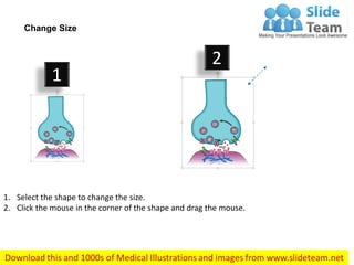 Synapse nervous system medical images for power point | PDF