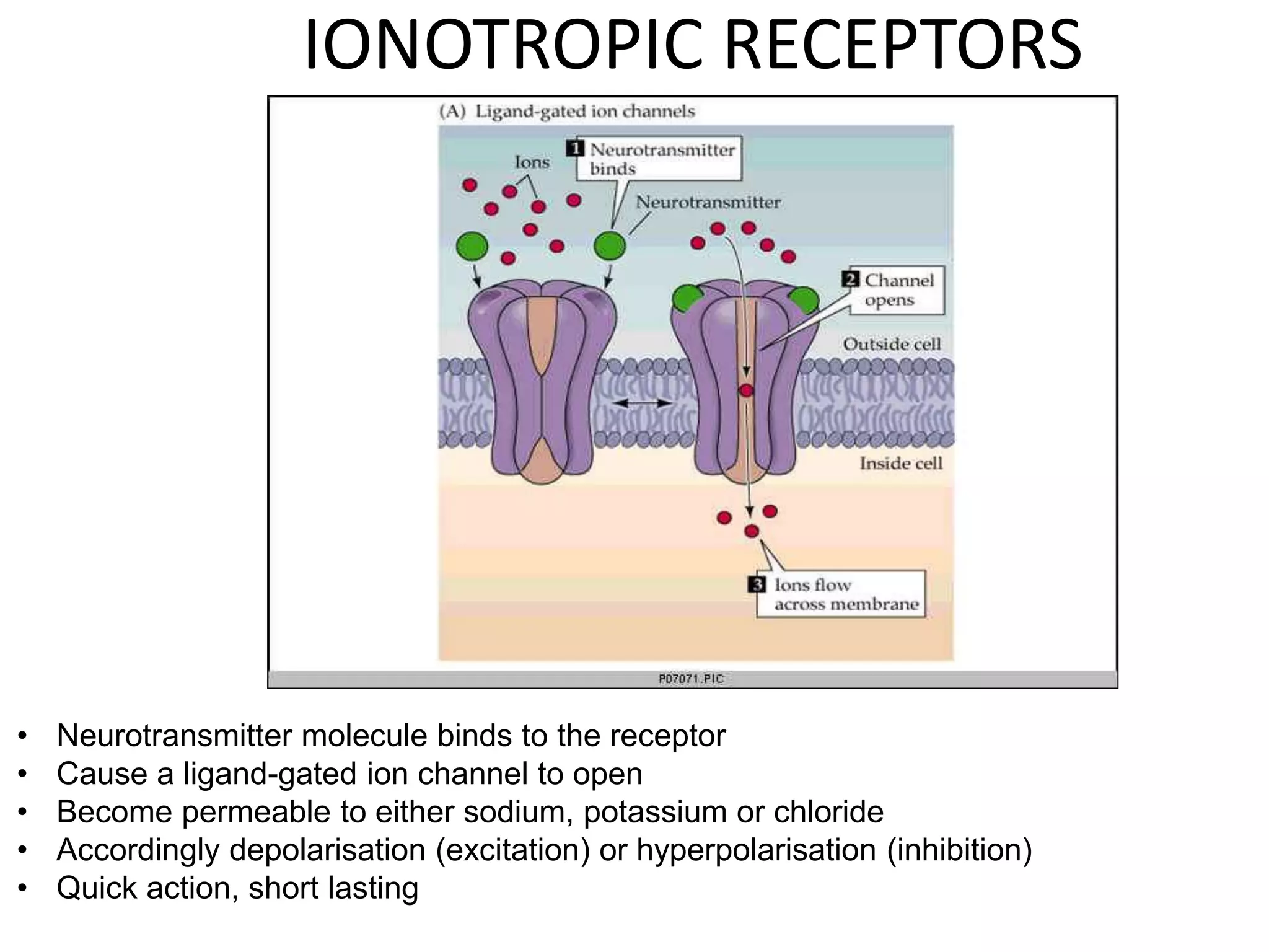 IONOTROPIC RECEPTORS
• Neurotransmitter molecule binds to the receptor
• Cause a ligand-gated ion channel to open
• Become permeable to either sodium, potassium or chloride
• Accordingly depolarisation (excitation) or hyperpolarisation (inhibition)
• Quick action, short lasting
 