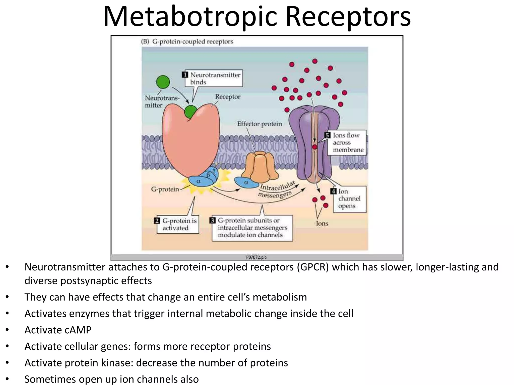 • Neurotransmitter attaches to G-protein-coupled receptors (GPCR) which has slower, longer-lasting and
diverse postsynaptic effects
• They can have effects that change an entire cell’s metabolism
• Activates enzymes that trigger internal metabolic change inside the cell
• Activate cAMP
• Activate cellular genes: forms more receptor proteins
• Activate protein kinase: decrease the number of proteins
• Sometimes open up ion channels also
Metabotropic Receptors
 