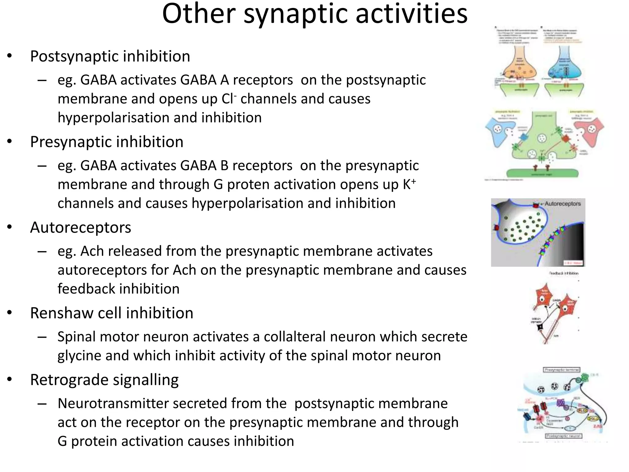 Other synaptic activities
• Postsynaptic inhibition
– eg. GABA activates GABA A receptors on the postsynaptic
membrane and opens up Cl- channels and causes
hyperpolarisation and inhibition
• Presynaptic inhibition
– eg. GABA activates GABA B receptors on the presynaptic
membrane and through G proten activation opens up K+
channels and causes hyperpolarisation and inhibition
• Autoreceptors
– eg. Ach released from the presynaptic membrane activates
autoreceptors for Ach on the presynaptic membrane and causes
feedback inhibition
• Renshaw cell inhibition
– Spinal motor neuron activates a collalteral neuron which secrete
glycine and which inhibit activity of the spinal motor neuron
• Retrograde signalling
– Neurotransmitter secreted from the postsynaptic membrane
act on the receptor on the presynaptic membrane and through
G protein activation causes inhibition
 