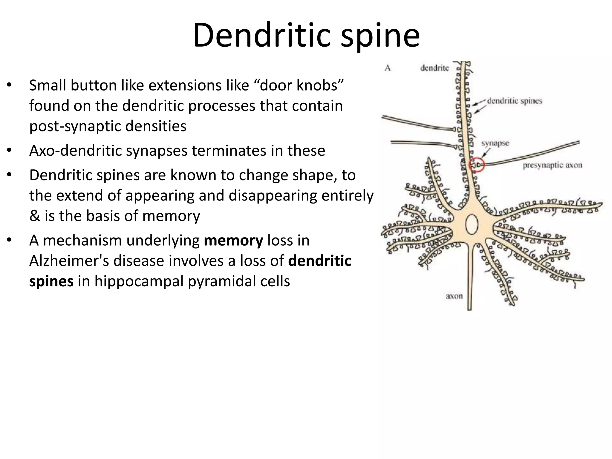 Dendritic spine
• Small button like extensions like “door knobs”
found on the dendritic processes that contain
post-synaptic densities
• Axo-dendritic synapses terminates in these
• Dendritic spines are known to change shape, to
the extend of appearing and disappearing entirely
& is the basis of memory
• A mechanism underlying memory loss in
Alzheimer's disease involves a loss of dendritic
spines in hippocampal pyramidal cells
 