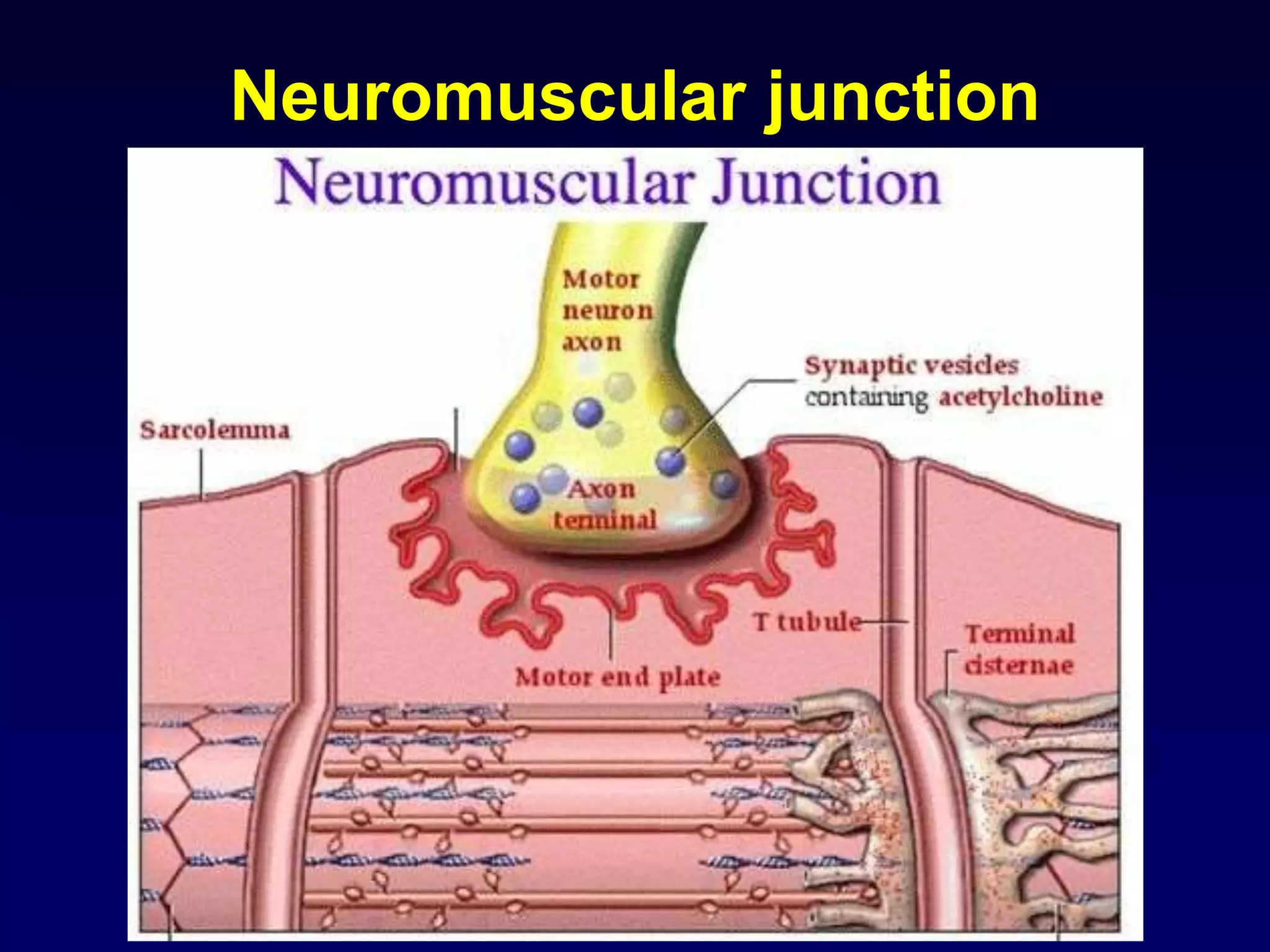 Neuromuscular junction
 