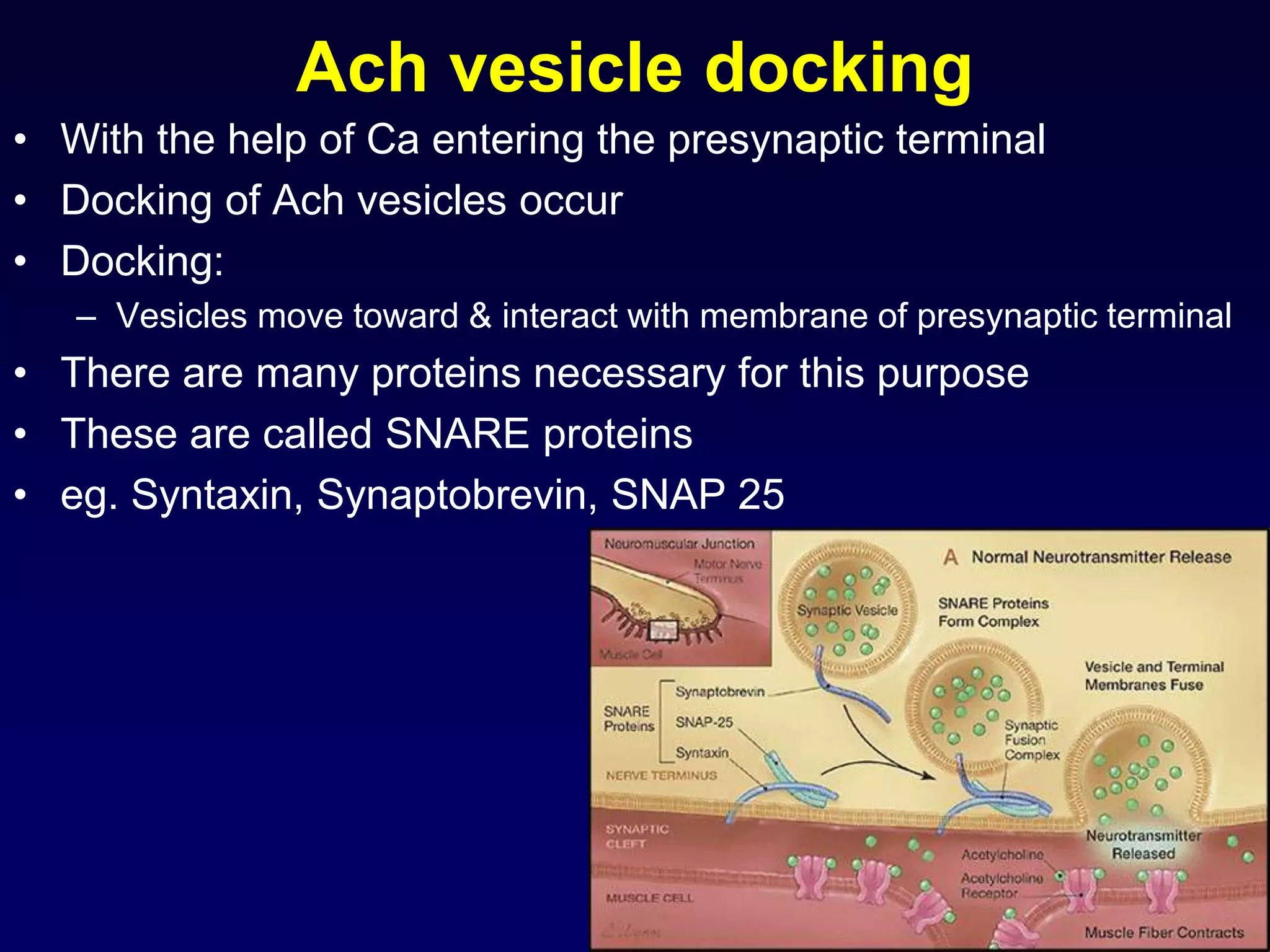 Ach vesicle docking
• With the help of Ca entering the presynaptic terminal
• Docking of Ach vesicles occur
• Docking:
– Vesicles move toward & interact with membrane of presynaptic terminal
• There are many proteins necessary for this purpose
• These are called SNARE proteins
• eg. Syntaxin, Synaptobrevin, SNAP 25
 