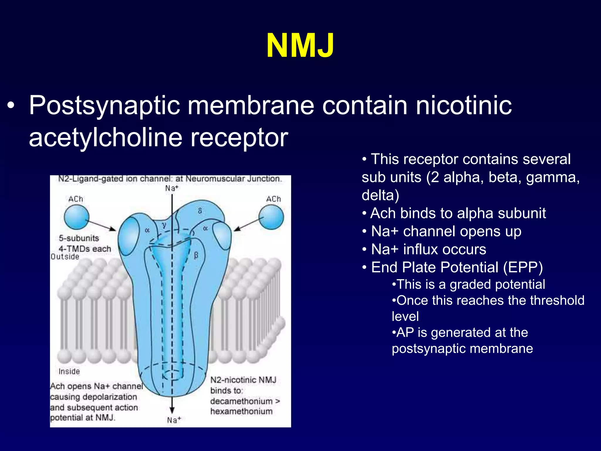 NMJ
• Postsynaptic membrane contain nicotinic
acetylcholine receptor
• This receptor contains several
sub units (2 alpha, beta, gamma,
delta)
• Ach binds to alpha subunit
• Na+ channel opens up
• Na+ influx occurs
• End Plate Potential (EPP)
•This is a graded potential
•Once this reaches the threshold
level
•AP is generated at the
postsynaptic membrane
 
