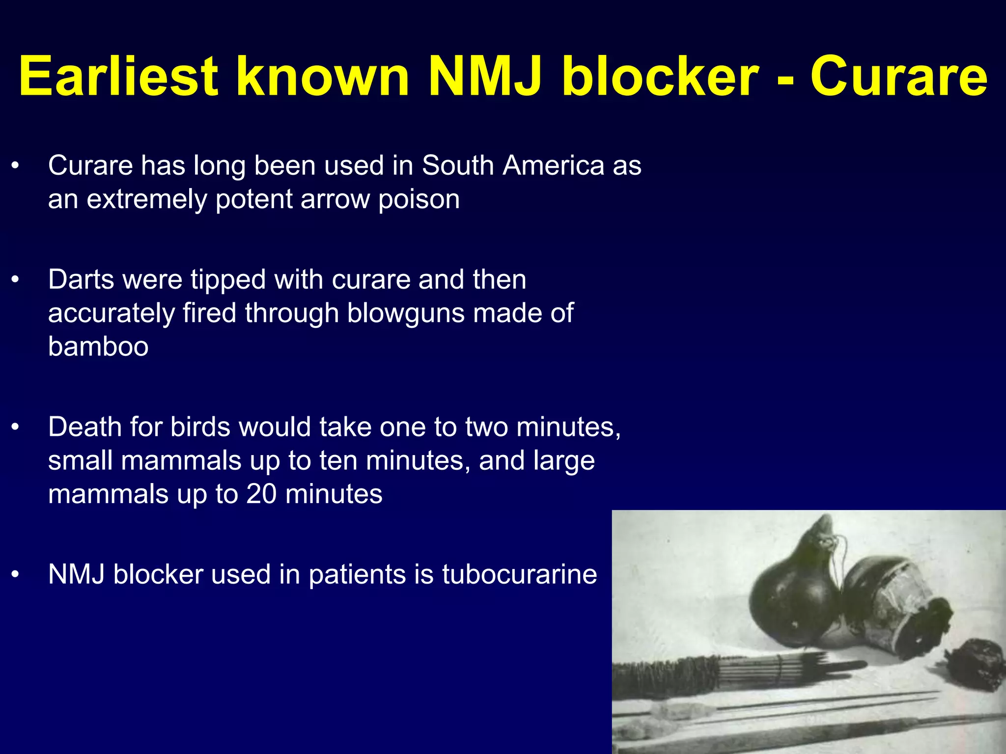 Earliest known NMJ blocker - Curare
• Curare has long been used in South America as
an extremely potent arrow poison
• Darts were tipped with curare and then
accurately fired through blowguns made of
bamboo
• Death for birds would take one to two minutes,
small mammals up to ten minutes, and large
mammals up to 20 minutes
• NMJ blocker used in patients is tubocurarine
 