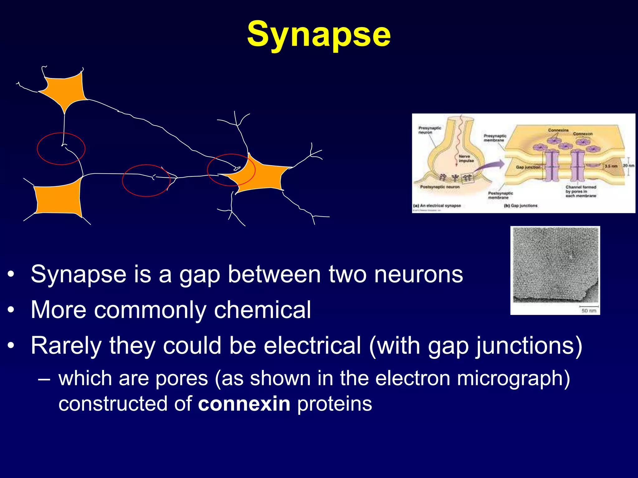 Synapse
• Synapse is a gap between two neurons
• More commonly chemical
• Rarely they could be electrical (with gap junctions)
– which are pores (as shown in the electron micrograph)
constructed of connexin proteins
 