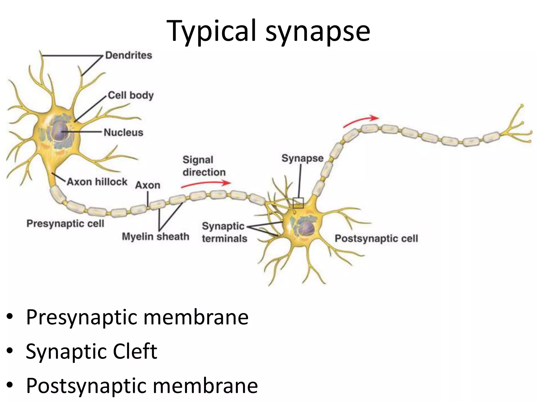 Typical synapse
• Presynaptic membrane
• Synaptic Cleft
• Postsynaptic membrane
 