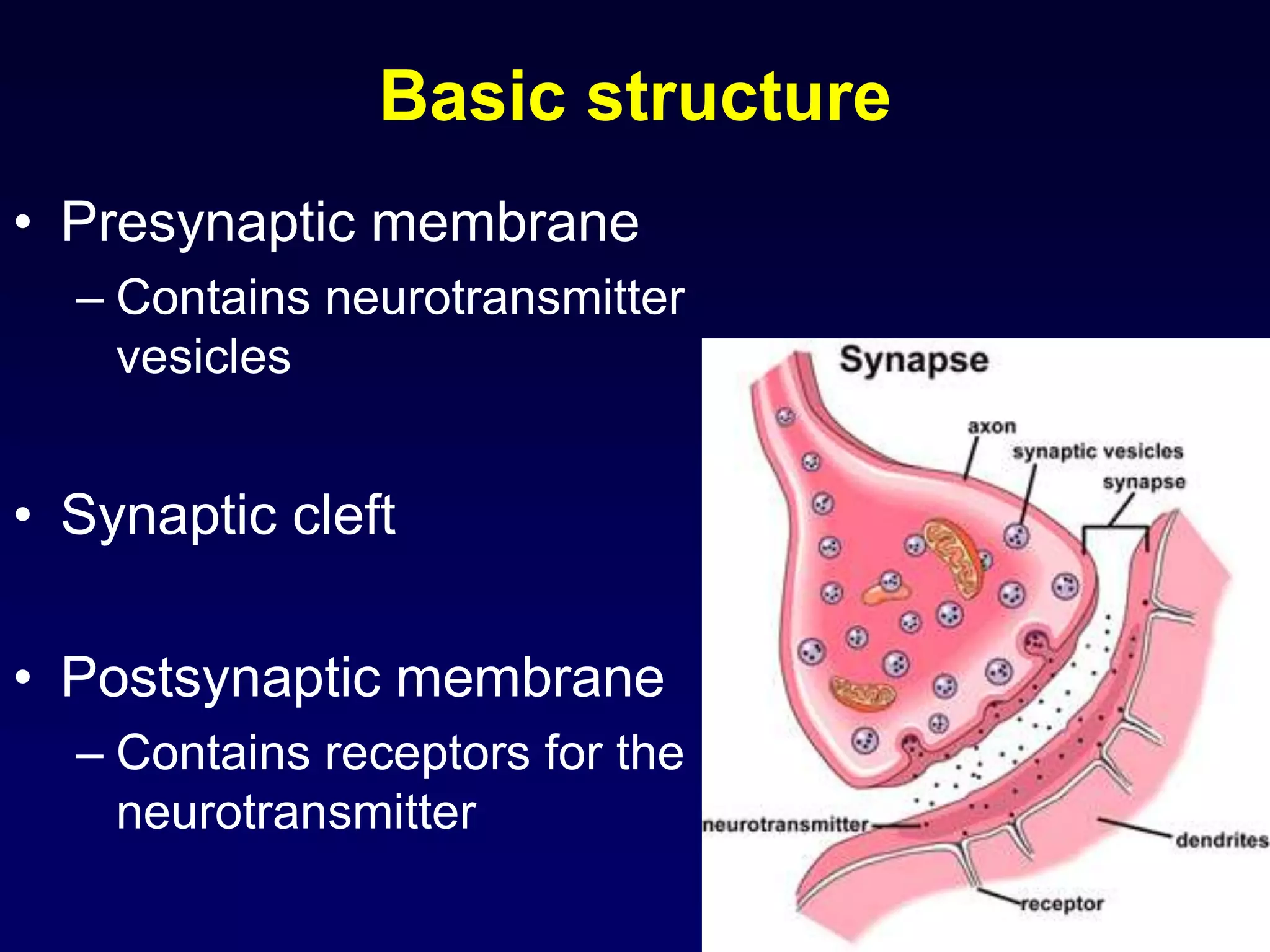 Basic structure
• Presynaptic membrane
– Contains neurotransmitter
vesicles
• Synaptic cleft
• Postsynaptic membrane
– Contains receptors for the
neurotransmitter
 