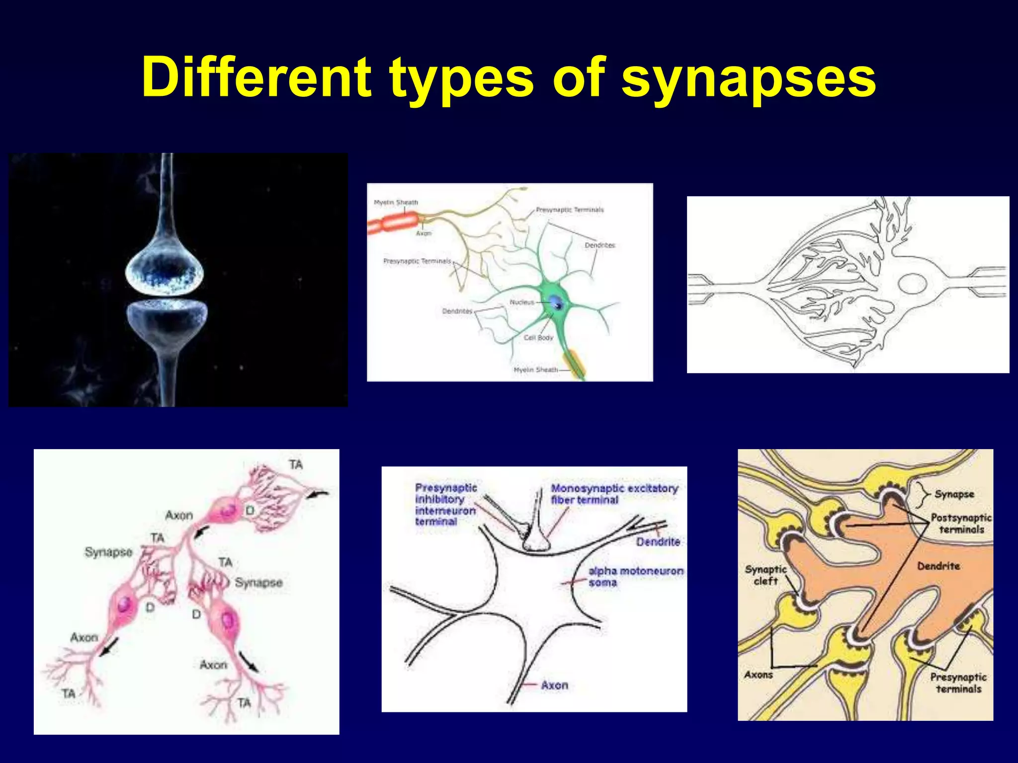 Different types of synapses
 