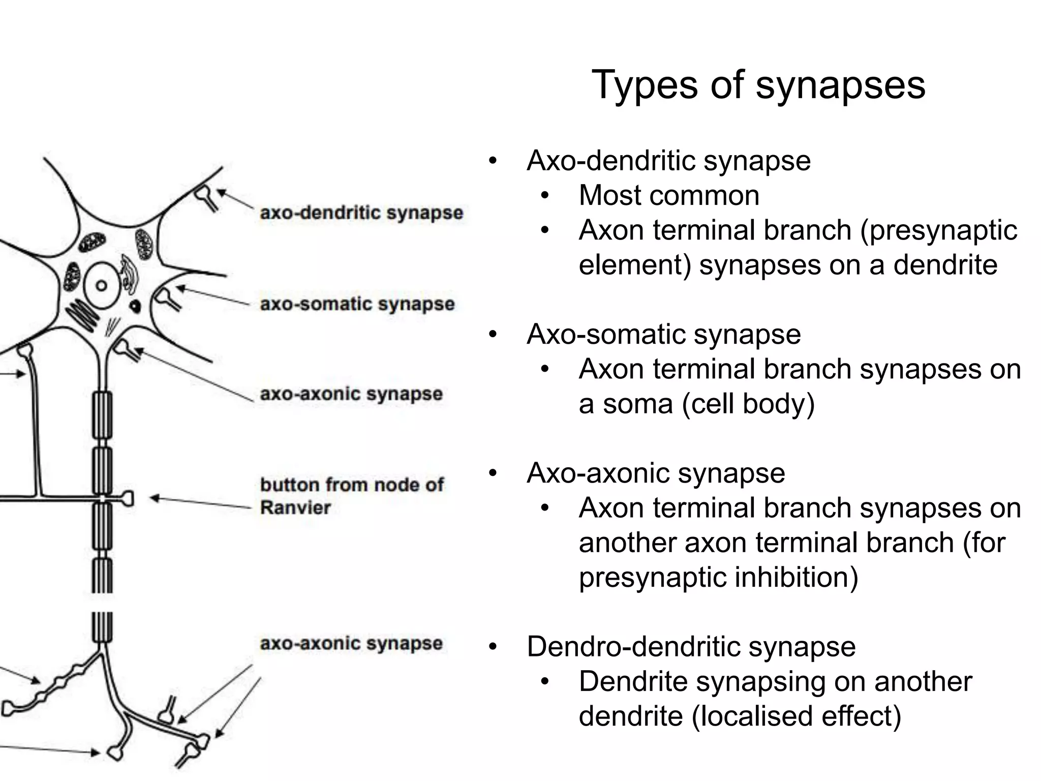 Types of synapses
• Axo-dendritic synapse
• Most common
• Axon terminal branch (presynaptic
element) synapses on a dendrite
• Axo-somatic synapse
• Axon terminal branch synapses on
a soma (cell body)
• Axo-axonic synapse
• Axon terminal branch synapses on
another axon terminal branch (for
presynaptic inhibition)
• Dendro-dendritic synapse
• Dendrite synapsing on another
dendrite (localised effect)
 