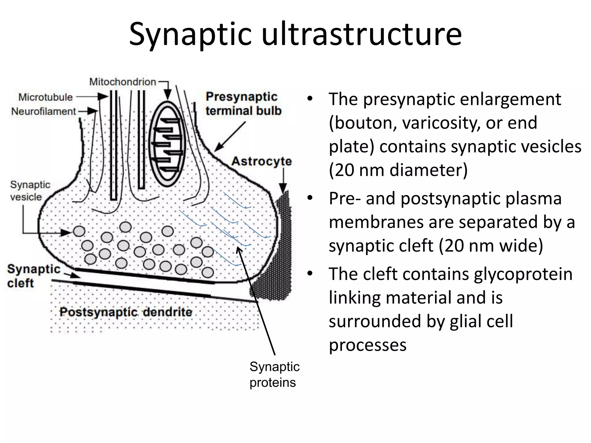 Synaptic ultrastructure
• The presynaptic enlargement
(bouton, varicosity, or end
plate) contains synaptic vesicles
(20 nm diameter)
• Pre- and postsynaptic plasma
membranes are separated by a
synaptic cleft (20 nm wide)
• The cleft contains glycoprotein
linking material and is
surrounded by glial cell
processes
Synaptic
proteins
 