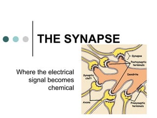 THE SYNAPSE
Where the electrical
signal becomes
chemical
 