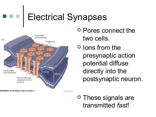 What is the point called where two neurons meet - Answers