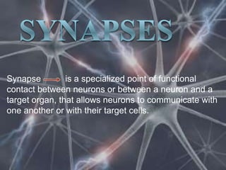 Synapses Synapse          is a specialized point of functional contact between neurons or between a neuron and a target organ, that allows neurons to communicate with one another or with their target cells. 