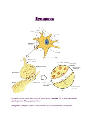 <br />Synapses   <br /> <br />Information from one neuron flows to another neuron across a synapse. The synapse is a small gap separating neurons. The synapse consists of:<br />a presynaptic ending that contains neurotransmitters, mitochondria and other cell organelles,<br />a postsynaptic ending that contains receptor sites for neurotransmitters and,<br />a synaptic cleft or space between the presynaptic and postsynaptic endings.  It is about 20nm wide.<br />An action potential cannot cross the synaptic cleft between neurones.  Instead the nerve impulse is carried by chemicals called neurotransmitters. These chemicals are made by the cell that is sending the impulse (the pre-synaptic neurone) and stored in synaptic vesicles at the end of the axon. The cell that is receiving the nerve impulse (the post-synaptic neurone) has chemical-gated ion channels in its membrane, calledneuroreceptors. These have specific binding sites for the neurotransmitters. <br />Check Point  Synapse is a small gap separating neuronesSynapses consist of:presynaptic ending (where neurotransmitters are made)post synaptic ending (has neuroreceptors in the membrane)synaptic cleftAction potentials cannot cross the synaptic cleftNerve impulse is carried by neurotransmitters<br /> <br />1.  At the end of the pre-synaptic neurone there are voltage-gated calcium channels. When an action potential reaches the synapse these channels open, causing calcium ions to flow into the cell.<br />2.  These calcium ions cause the synaptic vesicles to fuse with the cell membrane, releasing their contents (the neurotransmitter chemicals) by exocytosis.<br />3.  The neurotransmitters diffuse across the synaptic cleft.<br />4.  The neurotransmitter binds to the neuroreceptors in the post-synaptic membrane, causing the channels to open. In the example shown these are sodium channels, so sodium ions flow in.<br />5.  This causes a depolarisation of the post-synaptic cell membrane, which may initiate an action potential, if the threshold is reached.<br />6.  The neurotransmitter is broken down by a specific enzyme in the synaptic cleft; for example the enzyme acetylcholinesterase breaks down the neurotransmitter acetylcholine. The breakdown products are absorbed by the pre-synaptic neurone by endocytosis and used to re-synthesise more neurotransmitter, using energy from the mitochondria. This stops the synapse being permanently on.<br /> <br />Check Point  How the impulse is transmitted across the synaptic cleftaction potential reaches the presynaptic terminalvoltage-gated Ca2+ channels open influx of Ca2+synaptic vesicles fuse with membrane (exocytosis) neurotransmitters are released into synaptic cleft and diffuse to postsynaptic terminalneurotransmitter binds to neuroreceptor on postsynaptic membranecauses Na+ channels to open, and Na+ flows into postsynaptic membraneif threshold is reached then action potential is initiatedneurotransmitter is broken down by specific enzymes in the synaptic cleft.<br /> <br />Different Types of Synapses   HYPERLINK quot;
http://www.biologymad.com/NervousSystem/synapses.htmquot;
  quot;
topquot;
 [back to top]  <br />The human nervous system uses a number of different neurotransmitter and neuroreceptors, and they don’t all work in the same way. We can group synapses into 5 types:<br />1.  Excitatory Ion Channel Synapses.<br />These synapses have neuroreceptors that are sodium channels. When the channels open, positive ions flow in, causing a local depolarisation and making an action potential more likely. This was the kind of synapse described above. Typical neurotransmitters are acetylcholine, glutamate or aspartate.<br />2.  Inhibitory Ion Channel Synapses.<br />These synapses have neuroreceptors that are chloride channels. When the channels open, negative ions flow in causing a local hyperpolarisation and making an action potential less likely. So with these synapses an impulse in one neurone can inhibit an impulse in the next. Typical neurotransmitters are glycine or GABA.<br />3.  Non Channel Synapses.<br />These synapses have neuroreceptors that are not channels at all, but instead are membrane-bound enzymes. When activated by the neurotransmitter, they catalyse the production of a “messenger chemical” inside the cell, which in turn can affect many aspects of the cell’s metabolism. In particular they can alter the number and sensitivity of the ion channel receptors in the same cell. These synapses are involved in slow and long-lasting responses like learning and memory. Typical neurotransmitters are adrenaline, noradrenaline (NB adrenaline is called epinephrine in America), dopamine, serotonin, endorphin, angiotensin, and acetylcholine.<br />4.  Neuromuscular Junctions.<br />These are the synapses formed between motor neurones and muscle cells. They always use the neurotransmitter acetylcholine, and are always excitatory. We shall look at these when we do muscles. Motor neurones also form specialised synapses with secretory cells.<br />5.  Electrical Synapses.<br />In these synapses the membranes of the two cells actually touch, and they share proteins. This allows the action potential to pass directly from one membrane to the next. They are very fast, but are quite rare, found only in the heart and the eye.<br /> <br />Check Point  Different types of synapsesExcitatory ion channel synapses -  neuroreceptors are Na+ channels.  When Na+ channels open, local depolarisaition occurs, if threshold is reached then action potential is initatedinhibitory ion channels - neuroreceptors are Cl- channels.  When Cl- channels open, hyperpolarisation occurs, making action potential less likelyNon channel synapses - neuroreceptors are membrane-bound enzymes.  When activated, they catalyse the 'messenger chemical', which in turn can affect the sensitivity of the ion channel receptors in the cellNeuromuscular junctions - synapses formed between motor neurones and muscle cells.  Always use the neurotransmitter acetylchline, and are always excitatoryElectrical synapses - the membranes of the two cells actually touch and they chare proteins.  The action potential can pass directly from one membrane to the next<br /> <br />Summation   HYPERLINK quot;
http://www.biologymad.com/NervousSystem/synapses.htmquot;
  quot;
topquot;
 [back to top]  <br />When one postsynaptic neuron is excited/inhibited by more than one presynaptic neuron. Thus several neurons converge and release their neurotransmitters towards one neuron.<br />One neurone can have thousands of synapses on its body and dendrons. So it has many inputs, but only one output. The output through the axon is called the Grand Postsynaptic Potential (GPP) and is the sum of all the excitatory and inhibitory potentials from all that cell’s synapses. If there are more excitatory potentials than inhibitory ones then there will be a GPP, and the neurone will “fire”, but if there are more inhibitory potentials than excitatory ones then there will not be a GPP and the neurone will not fire.<br />This summation is the basis of the processing power in the nervous system. Neurones (especially interneurones) are a bit like logic gates in a computer, where the output depends on the state of one or more inputs. By connecting enough logic gates together you can make a computer, and by connecting enough neurones together to can make a nervous system, including a human brain.<br />So why bother? Why have gaps in the nerves?  [back to top]  <br />They make sure that the flow of impulses is in one direction only.  This is because the vesicles containing the transmitter are only in the presynaptic membrane and the receptor molecules are only on the postsynaptic membrane.<br />They allow integration, e.g. an impulse travelling down a neurone may reach a synapse which has several post synaptic neurones, all going to different locations.  The impulse can thus be dispersed.  This can also work in reverse, where several impulses can converge at a synapse.<br />They allow ‘summation’ to occur.  Synapses require the release of sufficient transmitter into the cleft in order for enough of the transmitter to bind to the postsynaptic receptors and the impulse to be generated in the postsynaptic neurone.  In spatial summation, several presynaptic neurones converge at a synapse with a single post synaptic neurone.  In temporal summation there is only one presynaptic and one postsynaptic neurone but the frequency of impulses reaching the synapse is important.  Both types of summation allow for ‘grading’ of nervous response – if the stimulation affects too few presynaptic neurones or the frequency of stimulation is too low, the impulse is not transmitted across the cleft.<br />They allow the ‘filtering out’ of continual unnecessary or unimportant background stimuli.  If a neurone is constantly stimulated (e.g. clothes touching the skin) the synapse will not be able to renew its supply of transmitter fast enough to continue passing the impulse across the cleft.   This ‘fatigue’ places un upper limit on the frequency of depolarisation.<br /> <br />Neurotransmitters   HYPERLINK quot;
http://www.biologymad.com/NervousSystem/synapses.htmquot;
  quot;
topquot;
 [back to top]  <br />You only need to know about two main neurotransmitters:<br />Acetylcholine (Ach)Noradrenaline Widely used at synapses in the peripheral nervous system.  Released at the terminals of:All motor neurones activating skeletal muscle Many neurones of the autonomic nervous system especially those in the parasympatheticbranchSome synapses in the central nervous systemAcetylcholine is removed from the synapse by enzymatic breakdown into inactive fragments. The enzyme used is acetylcholinesterase.Nerve gases used in warfare (e.g. sarin) and the organophosphate insecticides (e.g. parathion) achieve their effects by inhibiting acetylcholinesterase thus allowing ACh to remain active.  In the presence of such inhibitors ACh  keeps stimulating the postsynaptic membranes and the nervous system soon goes wild, causing contraction of the muscles in uncontrollable spasms and eventually death.  Atropine is used as an antidote because it blocks ACh receptors.This is another transmitter substance which may be in some synapses instead of acetylcholine, e.g. some human brain synapses and sympathetic nervous system synapses.Synapses result in an appreciable delay, up to one millisec.  Therefore slows down the transmission in nervous system.Synapses are highly susceptible to drugs and fatigue e.g.Curare (poison used by S. American Indians) and atropine stops Acetylcholine from depolarising the post-synaptic membrane, i.e. become paralysed.Strychnine and some nerve gases inhibit or destroy acetylcholinesterase formation.  Prolongs and enhances any stimulus, i.e. leads to convulsions, contraction of muscles upon the slightest stimulus.Cocaine, morphine, alcohol, ether and chloroform anaesthetise nerve fibres.Mescaline and LSD produce their hallucinatory effect by interfering with nor-adrenaline.Synapses where acetylcholine is the neurotransmitter = cholinergic synapsesSynapses where noradrenaline is the neurotransmitter = adrenergic synapses<br />Check Point  NeurotransmittersAcetylcholine - released by all motor neurones, activating skeletal muscles                      - involved in the parasympathetic nervous system (relaxing responses)                      - cholinergic synapsesNoradrenaline - involved in the sympathetic nervous system ('fight or flight' responses)                       - adrenergic synapses<br />Drugs and the Nervous System [back to top]   (additional information, however, helpful to your understanding)<br />Almost all drugs taken by humans (medicinal and recreational) affect the nervous system. From our understanding of the human nervous system we can understand how many common drugs work. Drugs can affect the nervous system in various ways, shown in this table:<br />Drug actionEffectMimic a neurotransmitterStimulate the release of a neurotransmitterOpen a neuroreceptor channelBlock a neuroreceptor channelInhibit the breakdown enzymeInhibit the Na+K+ATPase pumpBlock the Na+ or K+ channelsSwitch on a synapseSwitch on a synapseSwitch on a synapseSwitch off a synapseSwitch on a synapseStop action potentialsStop action potentials<br />Drugs that stimulate a nervous system are called agonists, and those that inhibit a system are called antagonists. By designing drugs to affect specific neurotransmitters or neuroreceptors, drugs can be targeted at different parts of the nervous system. The following paragraph describe the action of some common drugs. You do not need to know any of this, but you should be able to understand how they work...<br />1.  Drugs acting on the central nervous system<br />In the reticular activating system (RAS) in the brain stem, noradrenaline receptors are excited and cause wakefulness, while GABA receptors are inhibited and cause drowsiness.<br /> Caffeine (in coffee, cocoa and cola), theophylline (in tea), amphetamines, ecstasy (MDMA) and cocaine all promote the release of noradrenaline in RAS, so are stimulants.  Antidepressant drugs, such as the tricyclics, inhibit the breakdown and absorption of noradrenaline, so extending its effect. <br />Alcohol, benzodiazepines (e.g. mogadon, valium, librium), barbiturates, and marijuana all activate GABA receptors, causing more inhibition of RAS and so are tranquillisers, sedatives and depressants. The narcotics or opioid group of drugs, which include morphine, codeine, opium, methadone and diamorphine (heroin), all block opiate receptors, blocking transmission of pain signals in the brain and spinal chord. The brain’s natural endorphins appear to have a similar action.<br />The brain neurotransmitter dopamine has a number of roles, including muscle control, pain inhibition and general stimulation. Some psychosis disorders such as schizophrenia and manic depression are caused by an excess of dopamine, and antipsychotic drugs are used to block the dopamine receptors and so reduce its effects. Parkinson’s disease (shaking of head and limbs) is caused by too little dopamine compared to acetylcholine production in the midbrain. The balance can be restored with levodopa, which mimics dopamine, or with anticholinergic drugs (such as procyclidine), which block the muscarinic acetylcholine receptors.<br />Tetrodotoxin (from the Japanese puffer fish) blocks voltage-gated sodium channels, while tetraethylamonium blocks the voltage-gated potassium channel. Both are powerful nerve poisons. General anaesthetics temporarily inhibit the sodium channels. Strychnine blocks glycine receptors in the brain, causing muscle convulsions and death.<br />2.  Drugs acting on the somatic nervous system<br />Curare and bungarotoxin (both snake venoms) block the nicotinic acetylcholine receptors in the somatic nervous system, and so relax skeletal muscle. Myasthenia gravis (a weakening of the muscles in the face and throat caused by inactive nicotinic acetylcholine receptors) is treated by the drug neostigmine, which inhibits acetylcholinesterase, so increasing the amount of acetylcholine at the neuromuscular junction. Nerve gas and organophosphate insecticides (DDT) inhibit acetylcholinesterase, so nicotinic acetylcholine receptors are always active, causing muscle spasms and death. Damaged tissues release prostaglandins, which stimulate pain neurones (amongst other things). The non-narcotic analgesics such as aspirin, paracetamol and ibuprofen block prostaglandin production at source of pain, while paracetamol has a similar effect in the brain. Local anaesthetics such as procaine block all sensory and motor synapses at the site of application.<br />3.  Drugs acting on the autonomic nervous system<br />Sympathetic agonists like salbutamol and isoprenaline, activate the adrenergic receptors in the sympathetic system, encouraging smooth muscle relaxation, and are used as bronchodilators in the treatment of asthma. Sympathetic antagonists like the beta blockers  block the noradrenaline receptors in the sympathetic nervous system. They cause dilation of blood vessels in the treatment of high blood pressure and migraines, and reduce heartbeat rate in the treatment of angina and abnormal heart rhythms. Parasympathetic antagonists like atropine (from the deadly nightshade belladonna) inhibit the muscarinic acetylcholine receptors in parasympathetic system, and are used as eye drops to relax the ciliary muscles in the eye.<br /> <br /> <br /> <br />