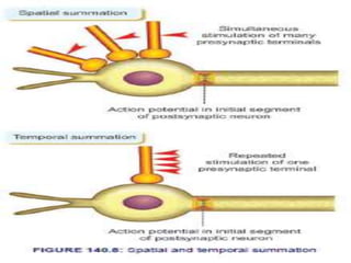 Synapses