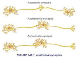 Yapses Synapses | PPTX